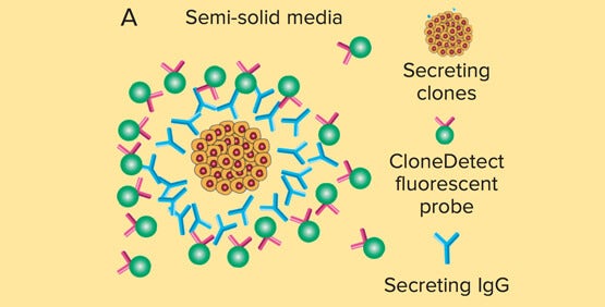 Verbesserte Entwicklung von Virus-spezifischen Hybridomazellen