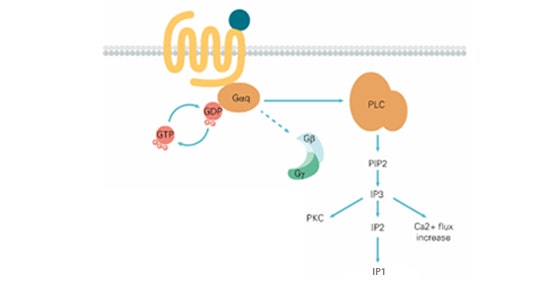 Calcium- und IP-One-Assays (GPCR, Gq-gekoppelt)