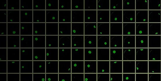 CRISPR in der Zelllinienentwicklung