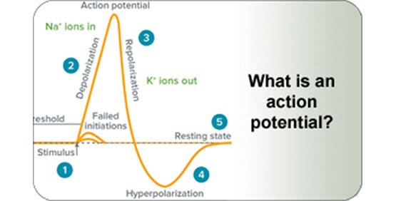 Diagramm Aktionspotenzial