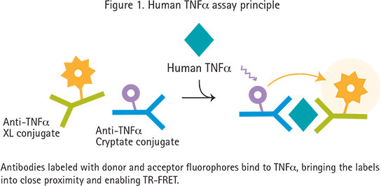 Zytokin-Assays