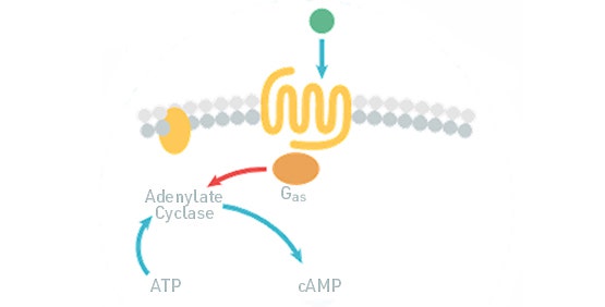 cAMP-Assays (GPCR, Gi/Gs-gekoppelt)