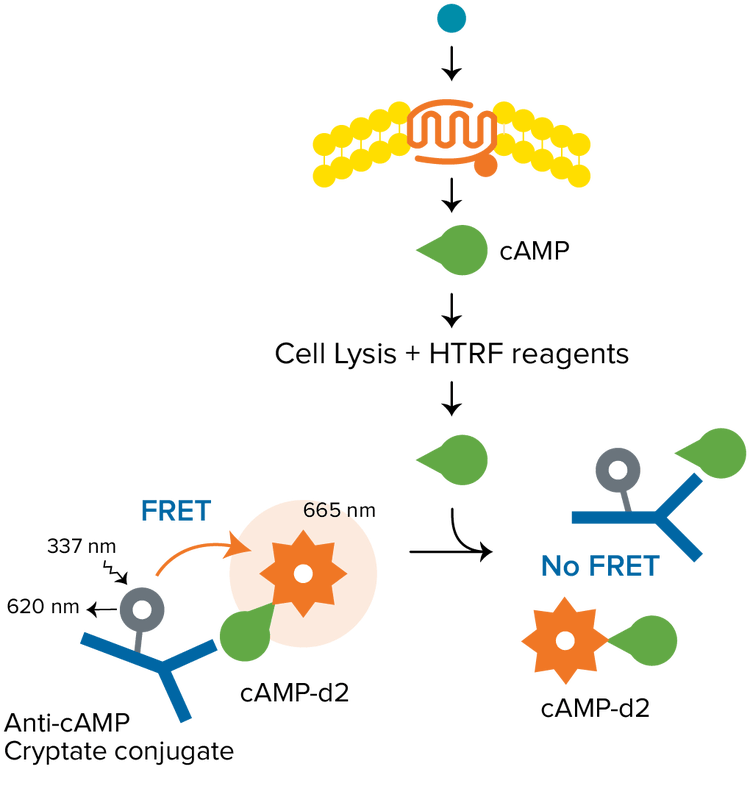 HTRF-cAMP-Assays, Gαs-gekoppelte Rezeptoren