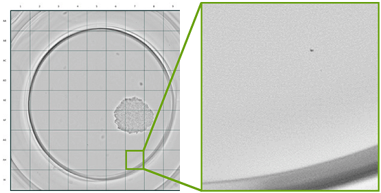 Die Funktion „Monoclonality Report“ des CloneSelect™ Imager