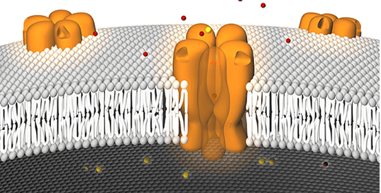 Membranpotenzial-Assays