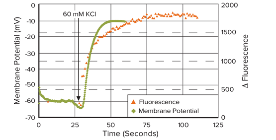 Messung des Membranpotenzials