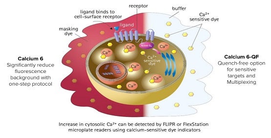 Beurteilung des Calcium-Flusses