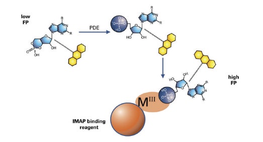 IMAP-Phosphodiesterase-Assay