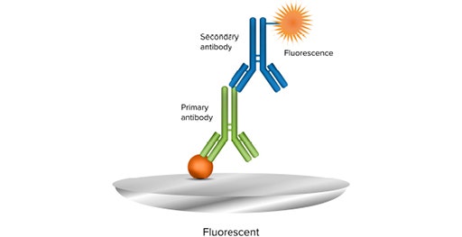 Ein fluoreszenter Western Blot verwendet einen sekundären Antikörper, der an ein Fluorophor konjugiert ist, daher wird kein Substrat benötigt