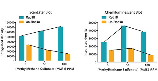 Nachweis und Quantifizierung von Proteinen mit dem ScanLater Western Blot-Detektionssystem