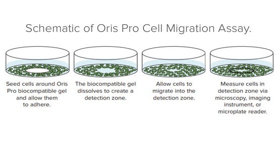 Analyse der Zellmigration mit dem Oris Pro Assay