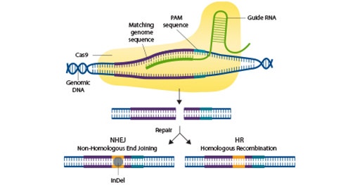 Validieren Sie CRISPR-editierte Zellen mittels Imaging und Western Blot-Nachweis