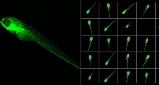 Das ImageXpress®-System ermöglicht Imaging-Assays mit hohem Durchsatz bei Zebrafischen