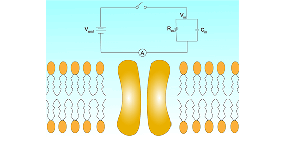 Voltage-Clamp-Verstärker