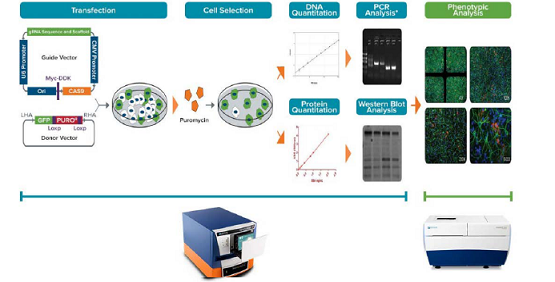 Genom-Editing-Experimente mit CRISPR/Cas9