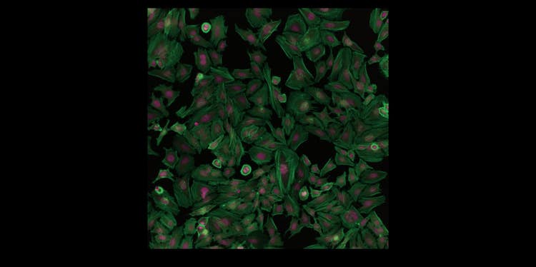 Pico Cell Imaging System