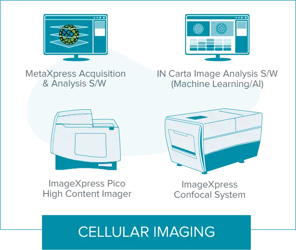 Zelluläres Imaging