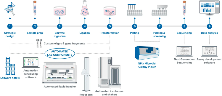 Vereinfachung des molekularen Klonierungs-Workflows für die Herstellung von Plasmid-DNA