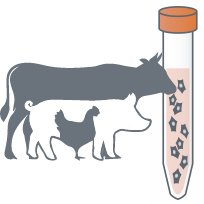 Sammlung von tierischem Gewebe