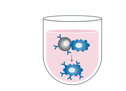 Fusion zur Bildung von Hybridomen