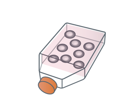 Vorbereitung von Myelomzellen