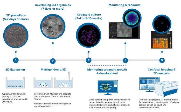 Illustration Organoid-Arbeitsablauf