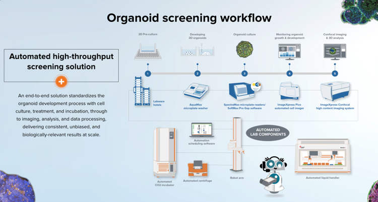 Arbeitsablauf Organoid-Screening