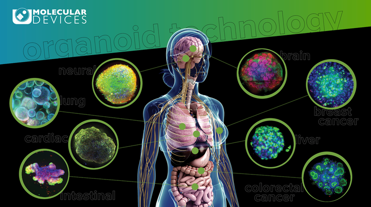 Organoid-Technologie