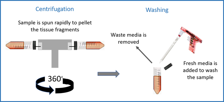 Die Probe wird schnell zentrifugiert, um die Gewebefragmente zu pelletieren
