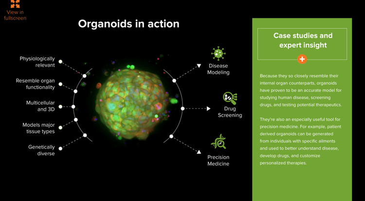 Organoid-Anwendungsfälle