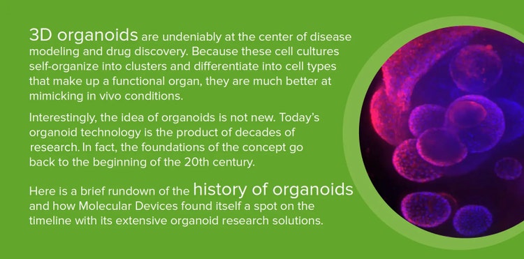 3D-Organoide-Organoid-Forschungsgeschichte