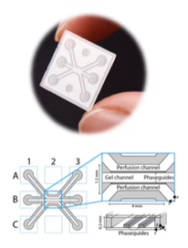 3D-High-Content-Imaging und -Analyse auf Organ-on-a-Chip-Plattform