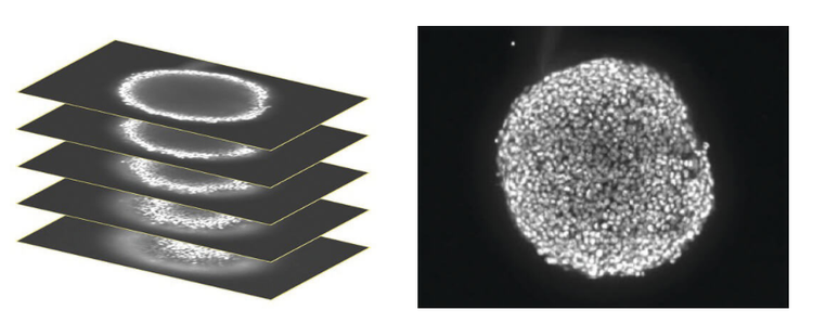 Imaging von 3D-Zellkulturen