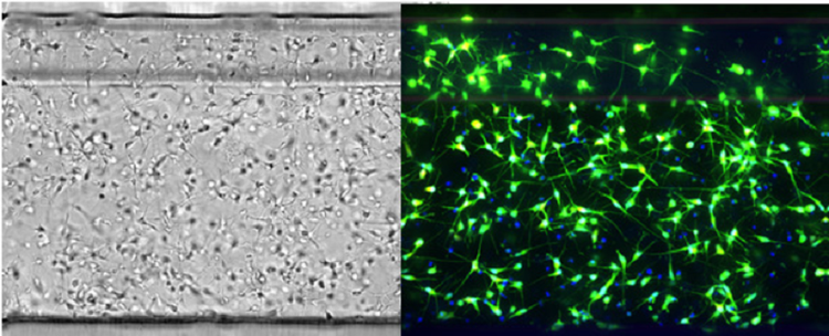 iCell-Neuronen in OrganoPlate