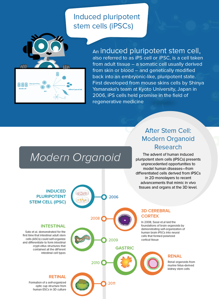 Stammzelle: Moderne Organoidforschung