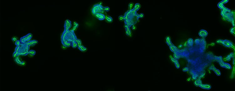 Stammzellenwissenschaft