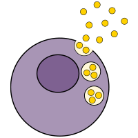 CHO-Zellen