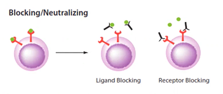 Neutralisierende Antikörper verhindern, dass das Virus in die Zelle gelangt, indem sie an das Spike-Protein binden