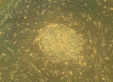 Stammzellen-Engineering