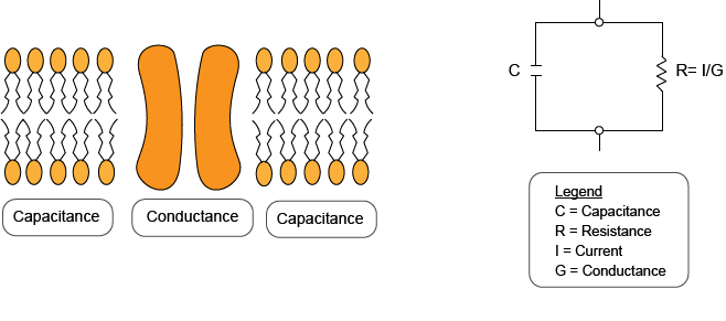 Stromzangenmethode: Das Verhalten der Zellmembran wird mit einem elektrischen Strom verglichen.