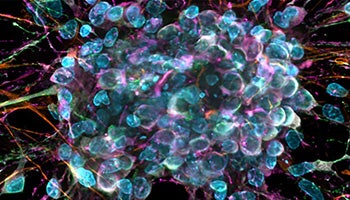 Enhancing 3D Cell Culture Imaging