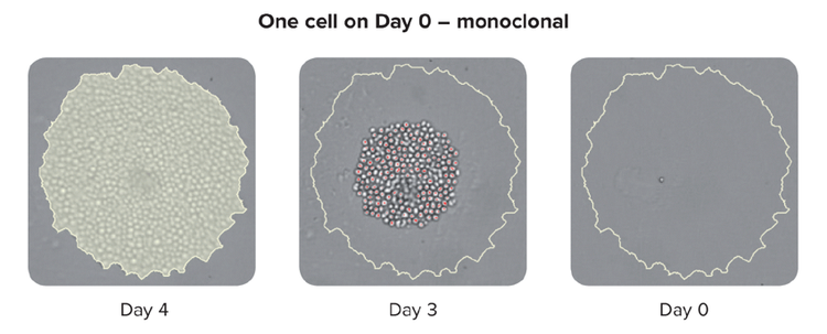 One cell on day
