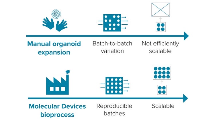 Der Organoid-Erweiterungsprozess – effizient, reproduzierbar, skalierbar