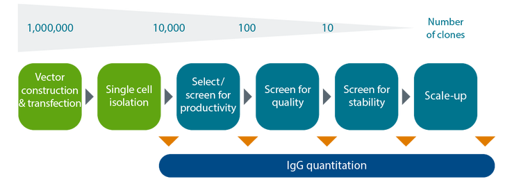 IgG-Quantifizierungsassay