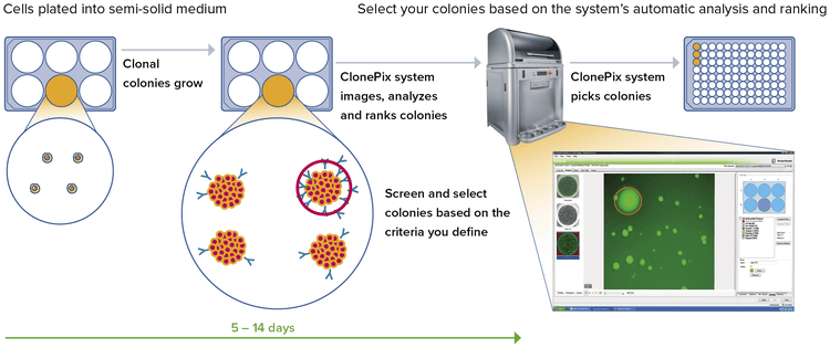 Definieren Sie das Screenen und Auswählen von Klonen neu – mit revolutionären Arbeitsabläufen für die Entwicklung von Zelllinien