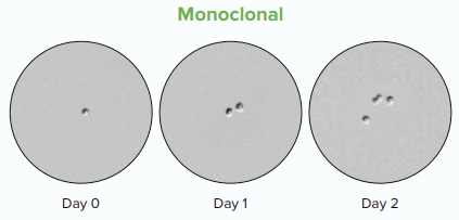 Entwicklung monoklonaler Zelllinien im zeitlichen Verlauf