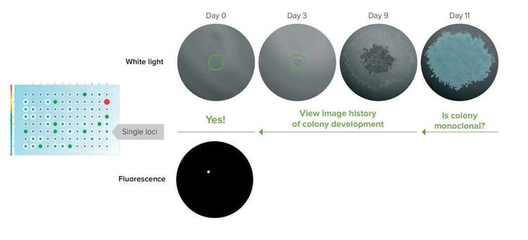 CloneSelect Imager FL – Monoklonalitäts-Verifizierung
