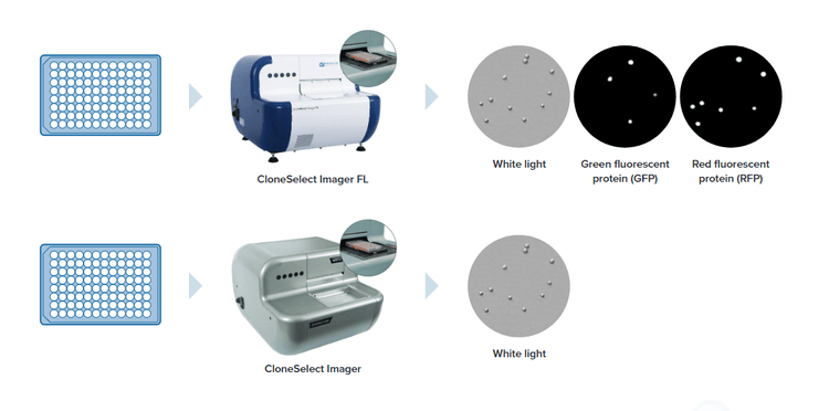 CloneSelect Imager FL – Arbeitsablauf zur Optimierung des klonalen Wachstums