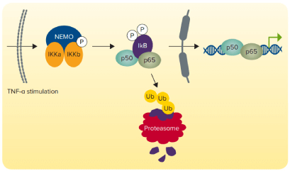 Luciferase-Assay