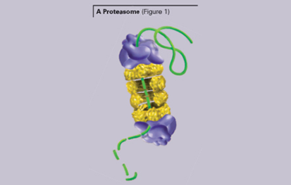 Proteinquantifizierung mit Nanoorange